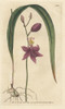 Bletia Purpurea Orchid Poster Print By ® Florilegius / Mary Evans - Item # VARMEL10934836