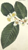 Camellia Thea  Tea Poster Print By Mary Evans / Natural History Museum - Item # VARMEL10708017
