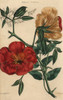 Scarlet Flowered Trumpet-Flower  Bignonia Grandiflora Poster Print By ® Florilegius / Mary Evans - Item # VARMEL10939440