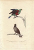 Green Parrot  Psittacus Viridis  And Extinctà Poster Print By ® Florilegius / Mary Evans - Item # VARMEL10941075