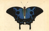 Ulysses Butterfly  Papilio Ulysses Poster Print By ® Florilegius / Mary Evans - Item # VARMEL10940422