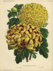Autumn Chrysanthemum Hybrids: Crimson And Yellowà Poster Print By ® Florilegius / Mary Evans - Item # VARMEL10938676