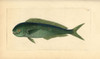 Dolphinfish  Coryphaena Hippurus Poster Print By ® Florilegius / Mary Evans - Item # VARMEL10940366