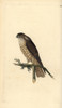 Merlin  Falco Columbarius Poster Print By ® Florilegius / Mary Evans - Item # VARMEL10936406