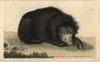 Ursiform Sloth  Ursine Bradypus Or Sloth Bearà Poster Print By ® Florilegius / Mary Evans - Item # VARMEL10940881