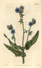 Madeira Hound'S Tongue  Cynoglossum Pictum Poster Print By ® Florilegius / Mary Evans - Item # VARMEL10936007