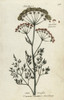 Common Meadow Saxifrage  Selinum Carvifolia Poster Print By ® Florilegius / Mary Evans - Item # VARMEL10935918