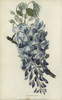 Chinese Wisteria  Wisteria Sinensis Poster Print By ® Florilegius / Mary Evans - Item # VARMEL10936759