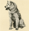 Illustration By Cecil Aldin  Study Of A Chow Poster Print By Mary Evans Picture Library - Item # VARMEL10980844