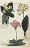 Primrose  Birds Eye And Oxlip Poster Print By ® Florilegius / Mary Evans - Item # VARMEL10935896