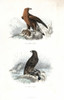 Golden Eagle And Spotted Eagle Poster Print By ® Florilegius / Mary Evans - Item # VARMEL10935794