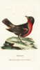 Red-Breasted Blackbird  Sturnella Militaris Poster Print By ® Florilegius / Mary Evans - Item # VARMEL10937938