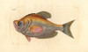 Indian Humphead  Kurtus Indicus Poster Print By ® Florilegius / Mary Evans - Item # VARMEL10940604