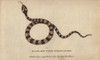 Black And White Indian Snake Poster Print By ® Florilegius / Mary Evans - Item # VARMEL10940976
