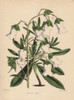 White Bellflower  Campanula Vidalii Poster Print By ® Florilegius / Mary Evans - Item # VARMEL10936925