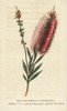Bottlebrush Flower  Callistemon Lanceolatus Poster Print By ® Florilegius / Mary Evans - Item # VARMEL10937899