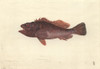 Scorpaena Cardinalis  Red Rockcod Poster Print By Mary Evans / Natural History Museum - Item # VARMEL10705573