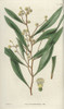 Acacia Penninervis  Feather-Nerved Acacia Orà Poster Print By ® Florilegius / Mary Evans - Item # VARMEL10934908