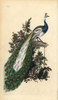 Crested Peacock  Indian Or Blue Peafowl  Pavo Cristatus Poster Print By ® Florilegius / Mary Evans - Item # VARMEL10936226