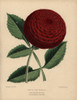 Crimson Dahlia Hybrid  John Standish Poster Print By ® Florilegius / Mary Evans - Item # VARMEL10936832