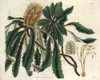 Banksia Integrifolia  Entire-Leaved Banksiaà Poster Print By ® Florilegius / Mary Evans - Item # VARMEL10934918