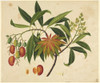 Mangifera Indica  Mango Poster Print By Mary Evans / Natural History Museum - Item # VARMEL10707154