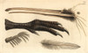 Beak  Foot  Feather And Claw Of The Brown Kiwià Poster Print By ® Florilegius / Mary Evans - Item # VARMEL10940606