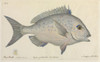 Pagrus Guttulatus Poster Print By Mary Evans / Natural History Museum - Item # VARMEL10716292