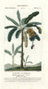 Apple Banana  Musa Acuminata Î Balbisiana Poster Print By ® Florilegius / Mary Evans - Item # VARMEL10936097