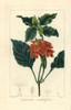 Firecracker Flower  Crossandra Infundibuliformis Poster Print By ® Florilegius / Mary Evans - Item # VARMEL10934630