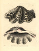 Giant Clam  Tridacna Gigas Vulnerable Poster Print By ® Florilegius / Mary Evans - Item # VARMEL10940658