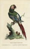 Great Green Macaw  Ara Ambiguus Poster Print By ® Florilegius / Mary Evans - Item # VARMEL10937813