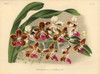 Tenebrosa Variety Of Vanda Tricolor Hybrid Orchid Poster Print By ® Florilegius / Mary Evans - Item # VARMEL10939369