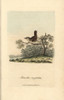 Wren  Motacilla Troglodites  Troglodytes Troglodytes Poster Print By ® Florilegius / Mary Evans - Item # VARMEL10937367