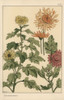 Chrysanthemum Botanical Study Poster Print By ® Florilegius / Mary Evans - Item # VARMEL10937558