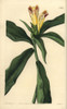 Variegated-Flowered Costus  Costus Pictus Poster Print By ® Florilegius / Mary Evans - Item # VARMEL10940095