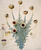 Syncarpha Vestita  Cape Everlasting Poster Print By Mary Evans / Natural History Museum - Item # VARMEL10713037