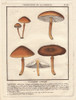 Agaric Mushroom  Agaricus Ochraceus Poster Print By ® Florilegius / Mary Evans - Item # VARMEL10935853