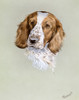 Portrait Painting Of A Spaniel Poster Print By Malcolm Greensmith ® Adrian Bradbury/Mary Evans - Item # VARMEL10271171