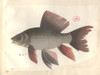 Cyprinus Hybiscoides  Common Carp Poster Print By Mary Evans / Natural History Museum - Item # VARMEL10713086