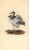Common Sandpiper  Actitis Hypoleucos Poster Print By ® Florilegius / Mary Evans - Item # VARMEL10936289