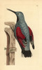 Wall Creeper  Tichodroma Muraria Poster Print By ® Florilegius / Mary Evans - Item # VARMEL10940414