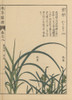 Northern Holy Grass Or Sweet Grass  Anthoxanthum Nitens Poster Print By ® Florilegius / Mary Evans - Item # VARMEL10938615