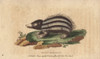 Asiatic Hedgehog  Tanrec Or Tailless Tendracà Poster Print By ® Florilegius / Mary Evans - Item # VARMEL10941037