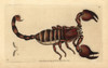 Giant Forest Scorpion  Heterometrus Indus Poster Print By ® Florilegius / Mary Evans - Item # VARMEL10940220