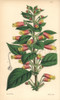 Honda Gesneria  Gesneria Hondensis Poster Print By ® Florilegius / Mary Evans - Item # VARMEL10935032