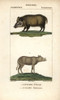 Wild Boar  Sus Scrofa  And Buru Babirusa  Babyrousaà Poster Print By ® Florilegius / Mary Evans - Item # VARMEL10939008