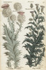 Scotch Thistle And Way Thistle Poster Print By ® Florilegius / Mary Evans - Item # VARMEL10935923