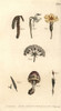 Calyx Examples: Primrose  Snowdrop  Hazelà Poster Print By ® Florilegius / Mary Evans - Item # VARMEL10936075