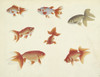 Carassius Auratus  Poster Print By Mary Evans / Natural History Museum - Item # VARMEL10707894